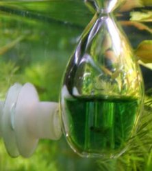 algae6.jpg algae6.jpg
