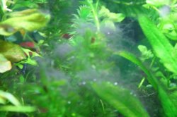 algae7.jpg algae7.jpg