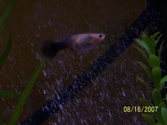 Fish_009.webp