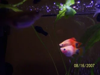 Fish_005.webp