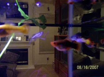 Fish_003.webp