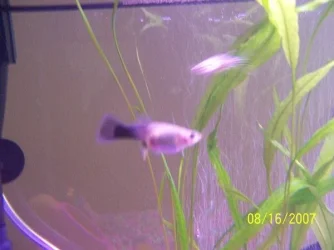 Fish_018.webp