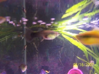 Fish_016.webp