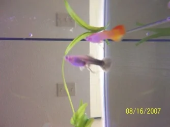 Fish_013.webp