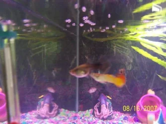 Fish_014.webp