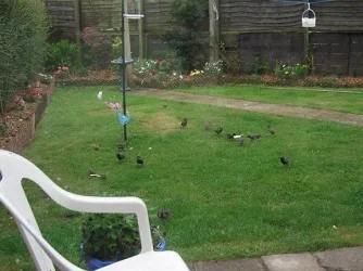 gardenbirds.webp