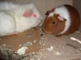 guineas.webp