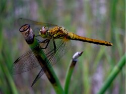 dragonfly.JPG dragonfly.JPG