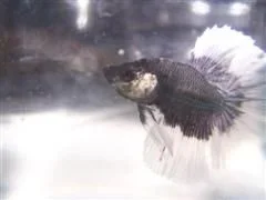 Vals_Betta_fish_002__WinCE_.webp