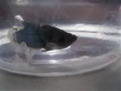 Vals_Betta_fish_010__WinCE_.webp