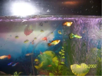 Platy_siblings.webp