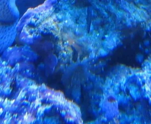 marine_009.webp