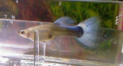 Guppy.webp Guppy.webp