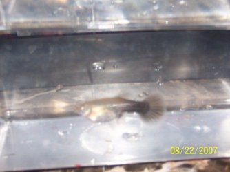 fish_007.JPG