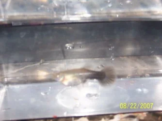 fish_007.webp
