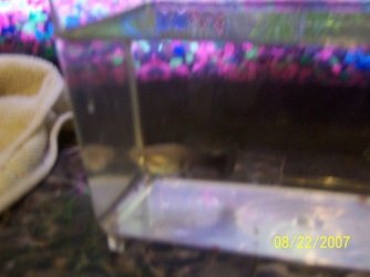 fish_008.JPG