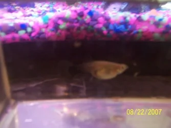 fish_012.webp