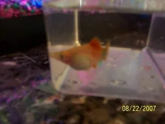 fish_022.webp