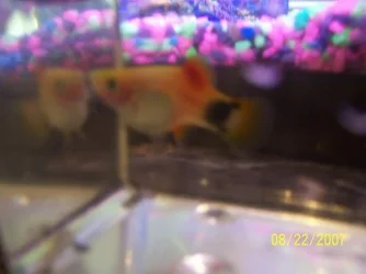 fish_023.webp