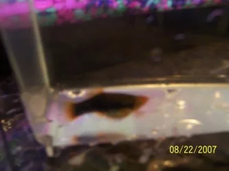 fish_016.webp