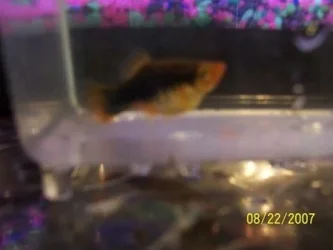 fish_017.webp