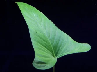 Plant.webp