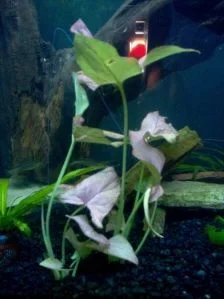 The_Plant2.webp