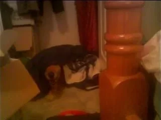 closet_dog.webp