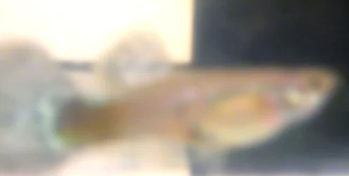 guppy101.webp