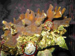 montipora_1.jpg montipora_1.jpg