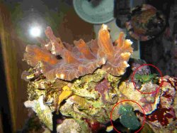 montipora_2.jpg montipora_2.jpg