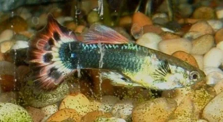guppy.webp