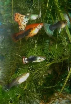 resizemulti_fish.webp