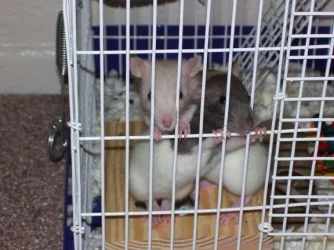 100_0568_rats_small.webp