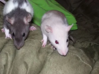 100_0570_rats_small_2.webp