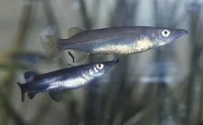 Nomorhamphus_towoeti__pair.webp Nomorhamphus_towoeti__pair.webp