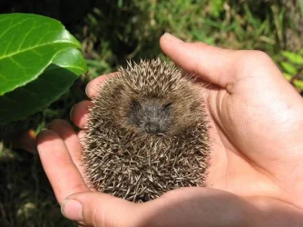 hedgehog_2.webp