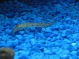 44_gal_fish_tanksm_016.webp