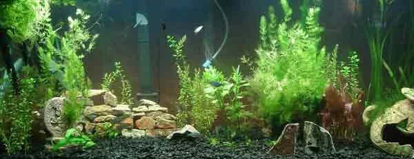 Full_tank_b.webp