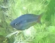 rainbowfish_2_b.webp