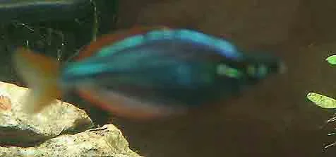 dwarf_rainbowfish_b.webp