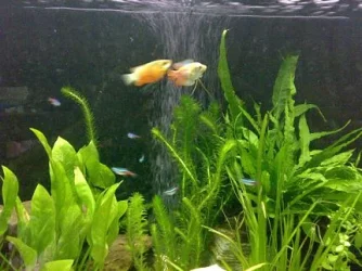 gourami1.webp