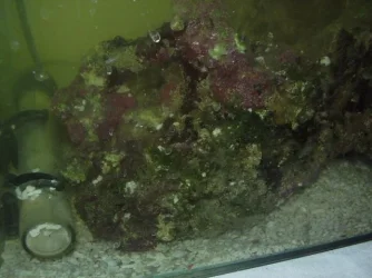 LRock_alive.webp