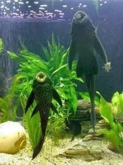 both_plecs_feeding.webp
