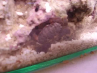 crabblurry.webp