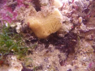 sponge.webp