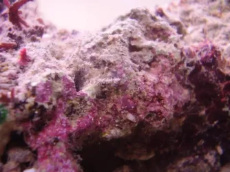 Purplebit.webp