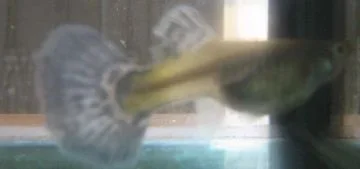 guppy.webp