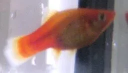 platy.webp