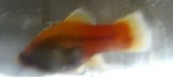 platy_2.webp